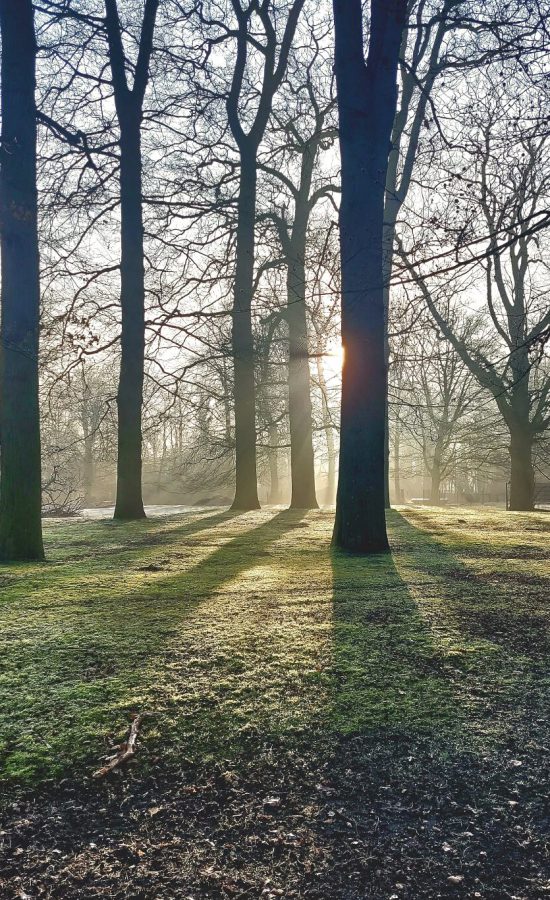 bosfoto-verbeterd